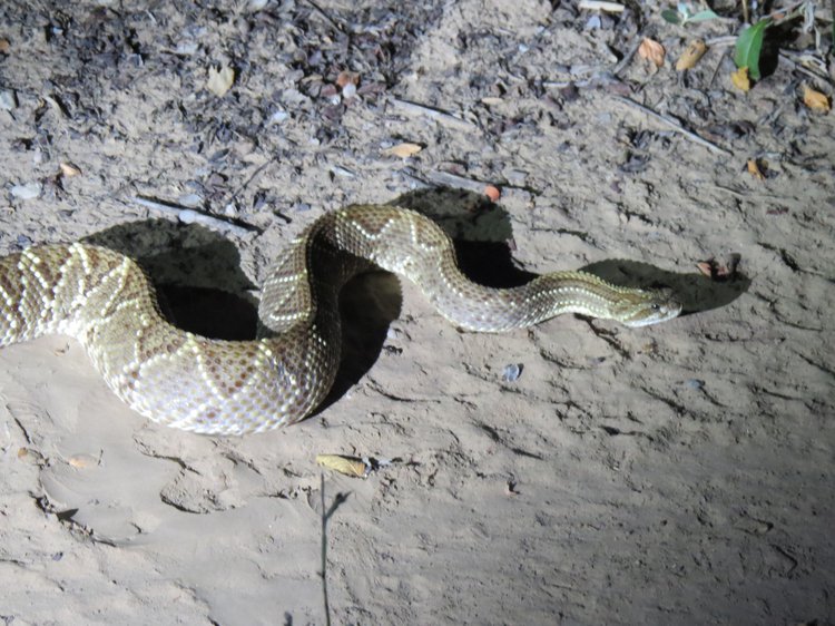 neotropical rattlesnake