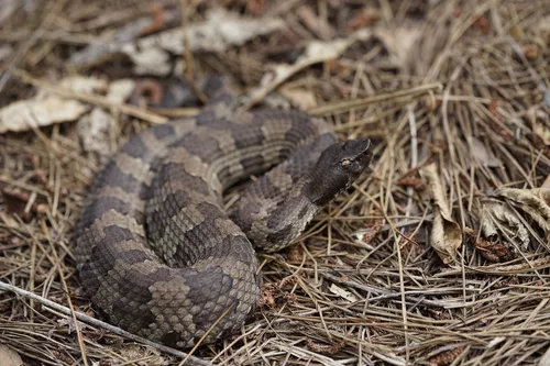 First Aid for Hime Habu Snake Bite - DoveMed