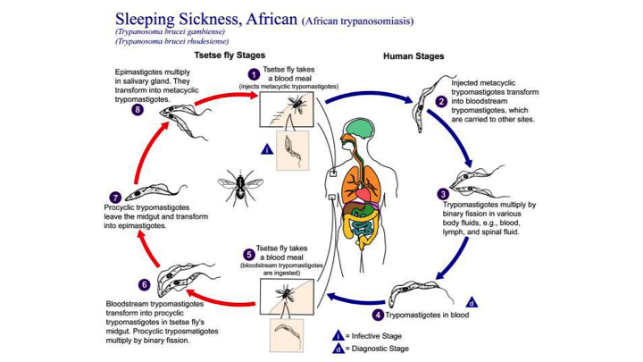 trypanosoma brucei symptoms