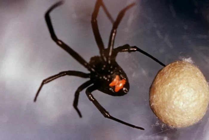 Black Widow Virginia's Venomous Spider- Holistic Pest Solutions