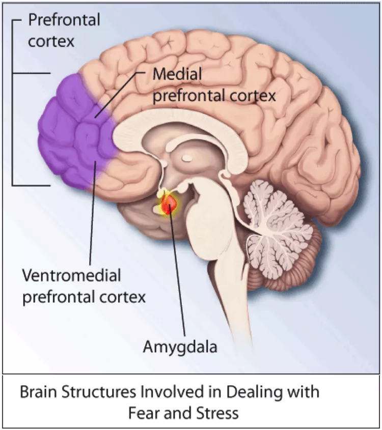 Endometrial Cancer - DoveMed