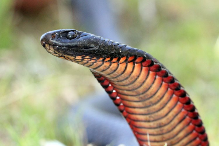 First Aid for RedBellied Black Snake Bite
