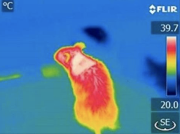 A Specific Protein Regulates The Burning Of Body Fat To Generate Heat