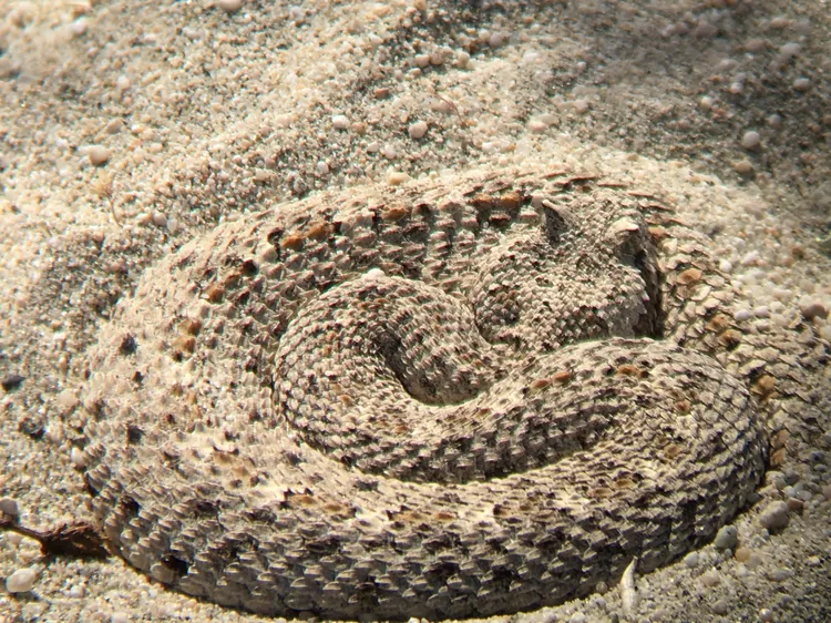 First Aid for Sidewinder Rattlesnake Bite - DoveMed