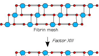 factor XIII