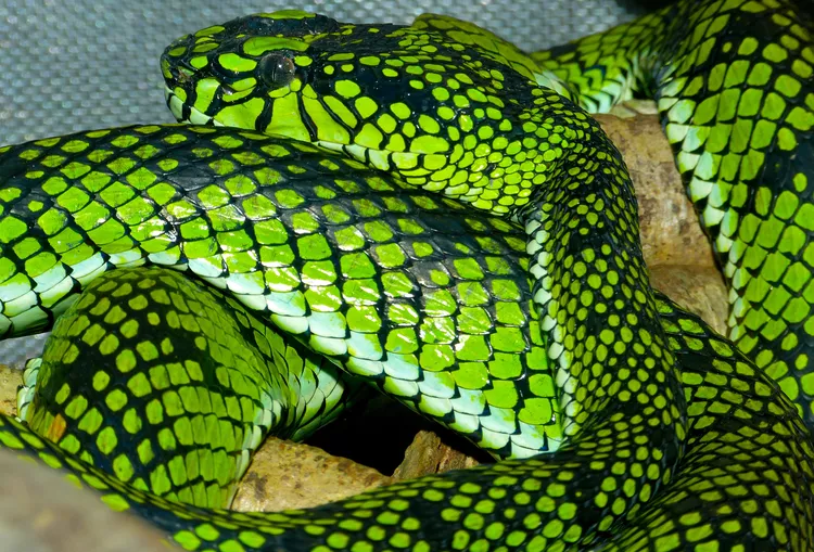 Sumatran Pitviper Snake Bite - DoveMed