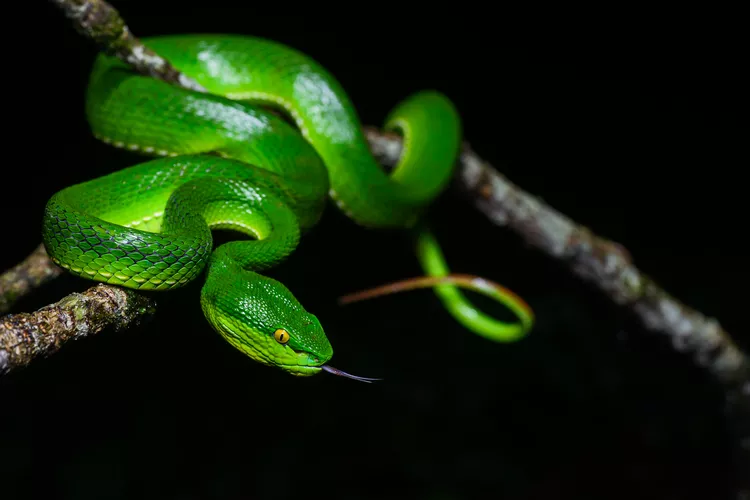 White-Lipped Pitviper Snake Bite - DoveMed