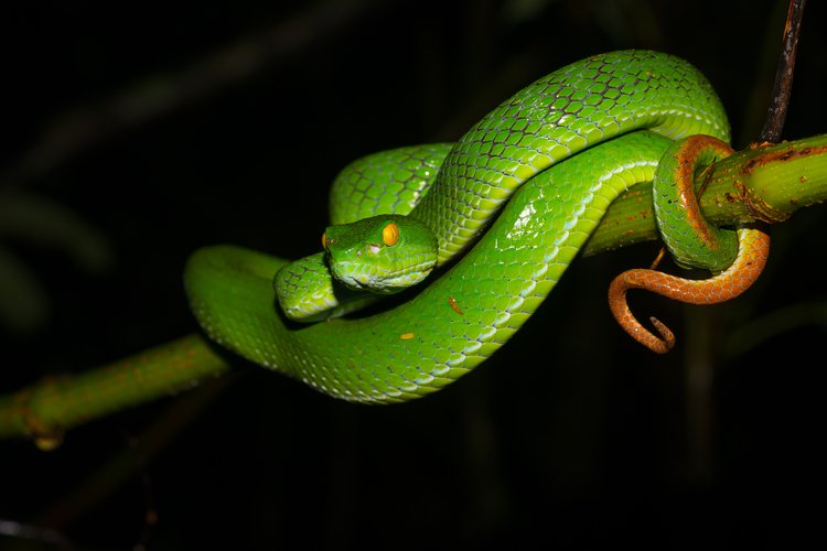LargeEyed Pitviper Snake Bite