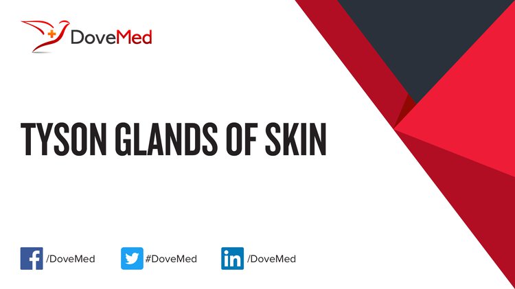Tyson Glands of Skin