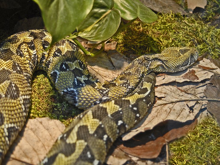 ethiopian-mountain-adder-snake-bite