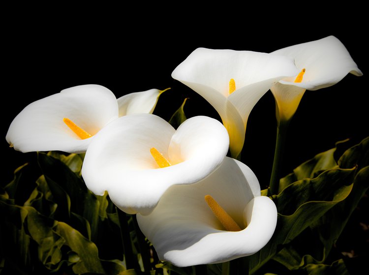 Are calla lily bulbs poisonous hot sale to dogs