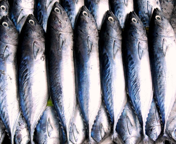 Why Is Fish Healthy?