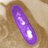 listeria monocytogenes