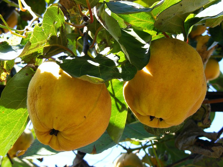 7 Health Benefits Of Quince