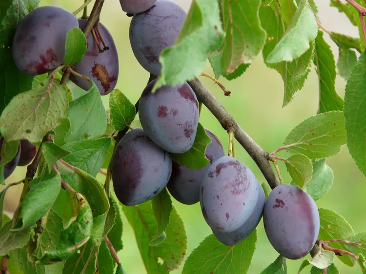 7 Health Benefits Of Plums - DoveMed