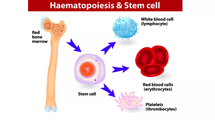 Hageman Factor Blood Test - DoveMed