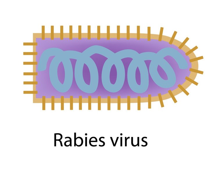 Rabies 8918