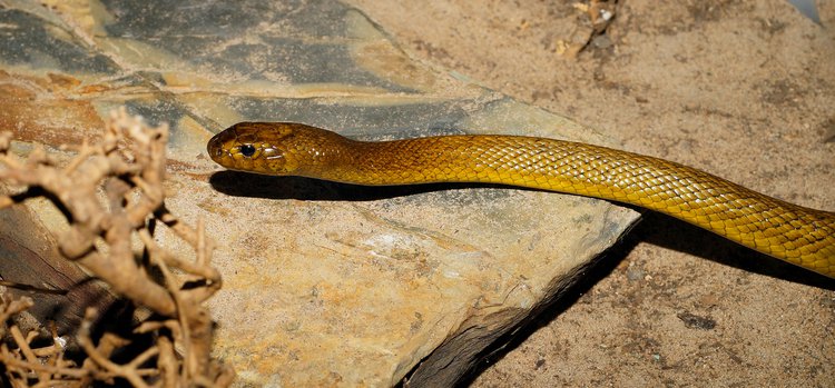 inland taipan bite symptoms