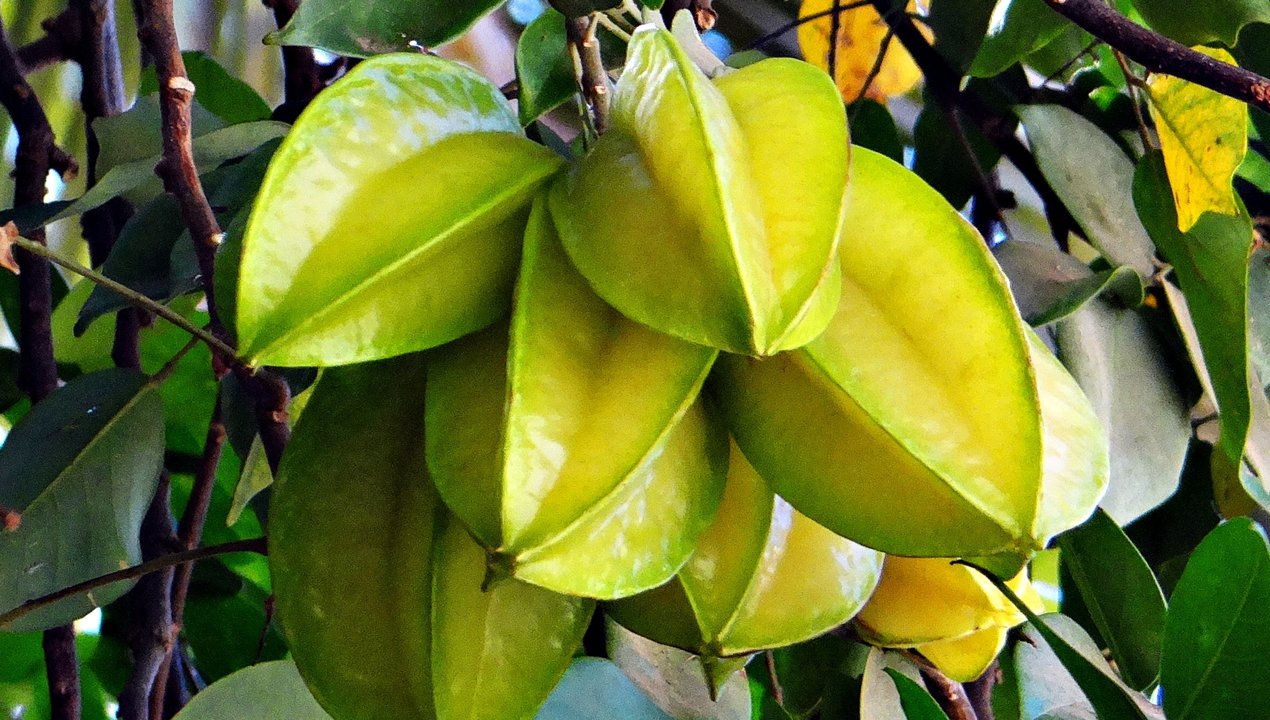 7 Health Benefits Of Starfruit