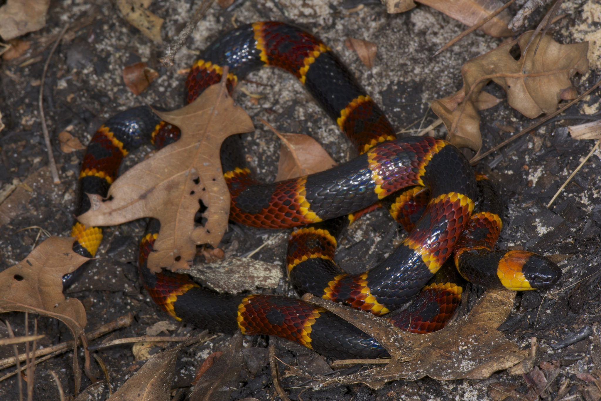 Eastern Coral Snake Bite