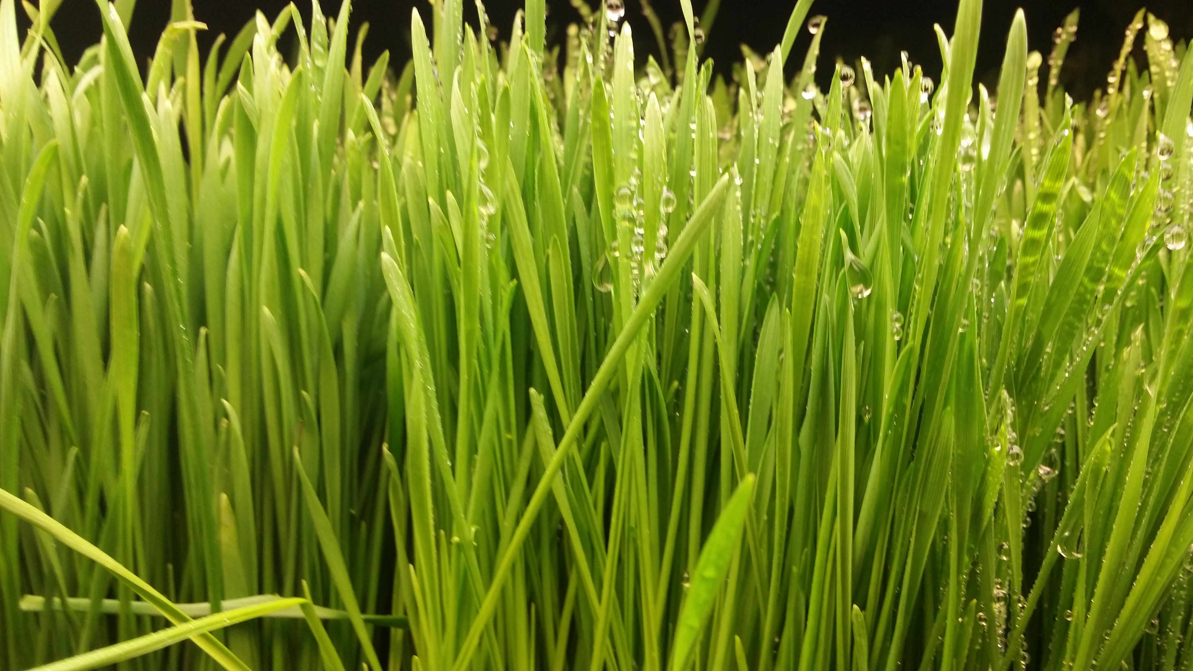 wheatgrass-do-the-actual-health-benefits-match-naturopaths-claims