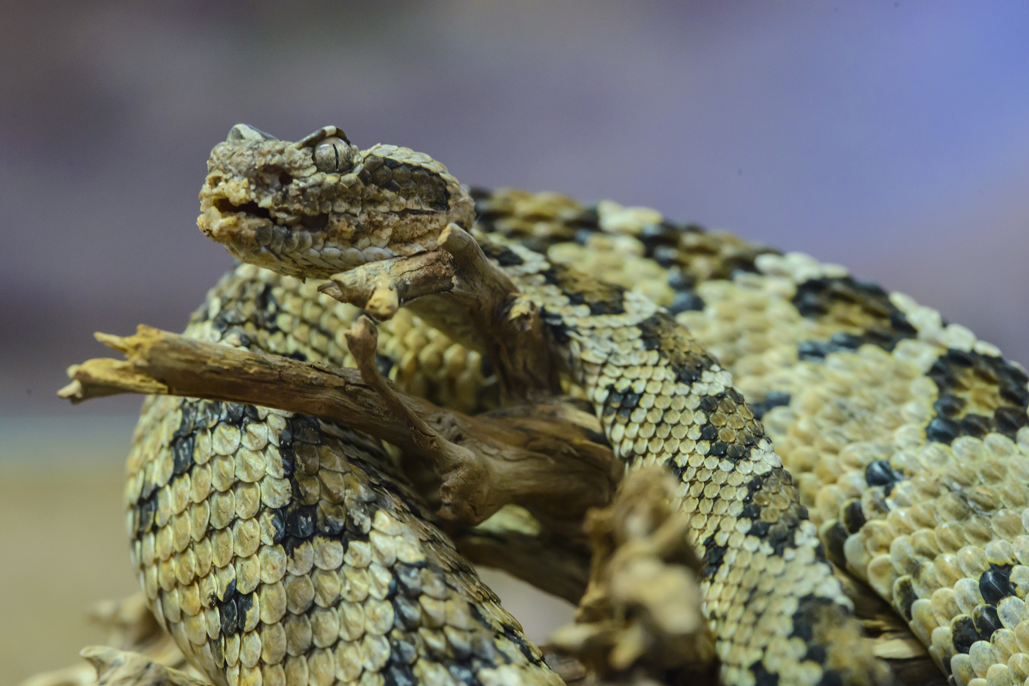 Diamondbacks reporting from WBC: day 7 and 8 - AZ Snake Pit