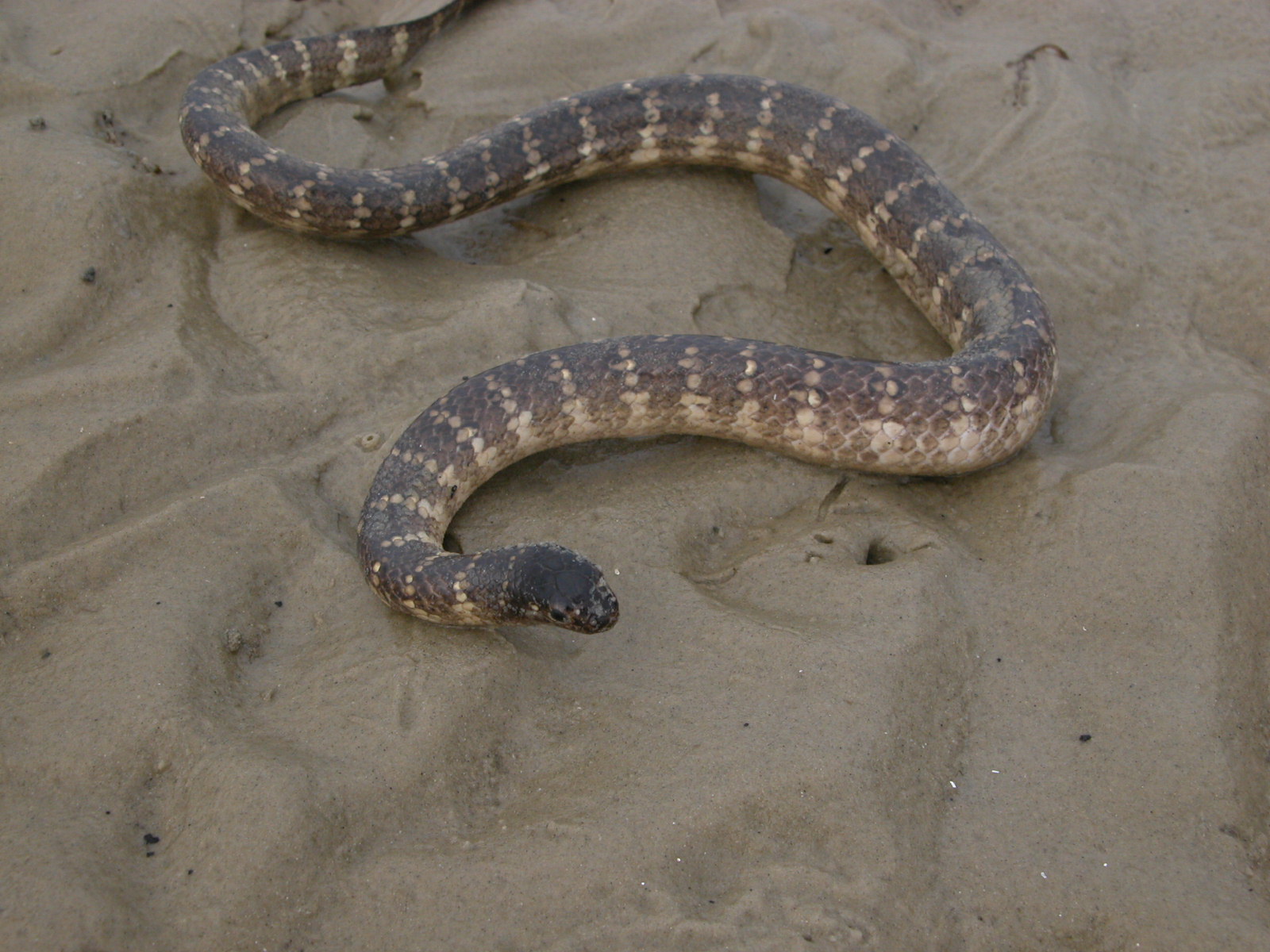 First Aid for Sea Snake Bite