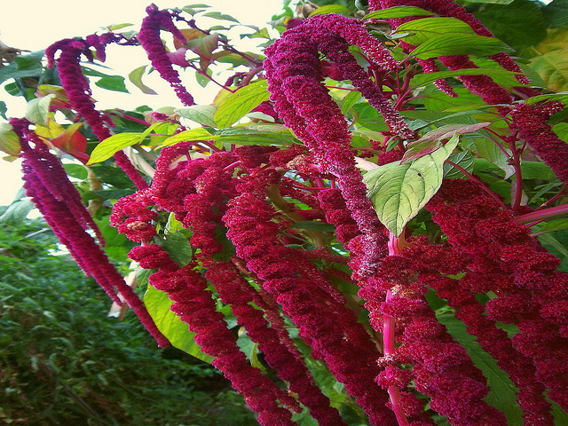 7 Health Benefits Of Amaranth