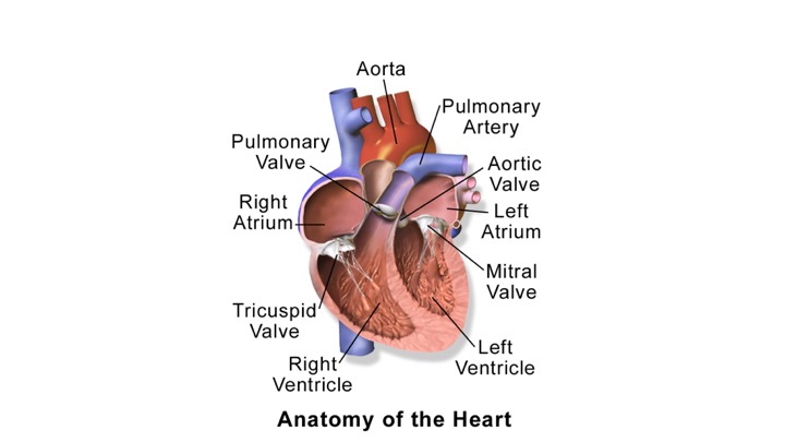 Benign and Malignant Tumors of the Heart