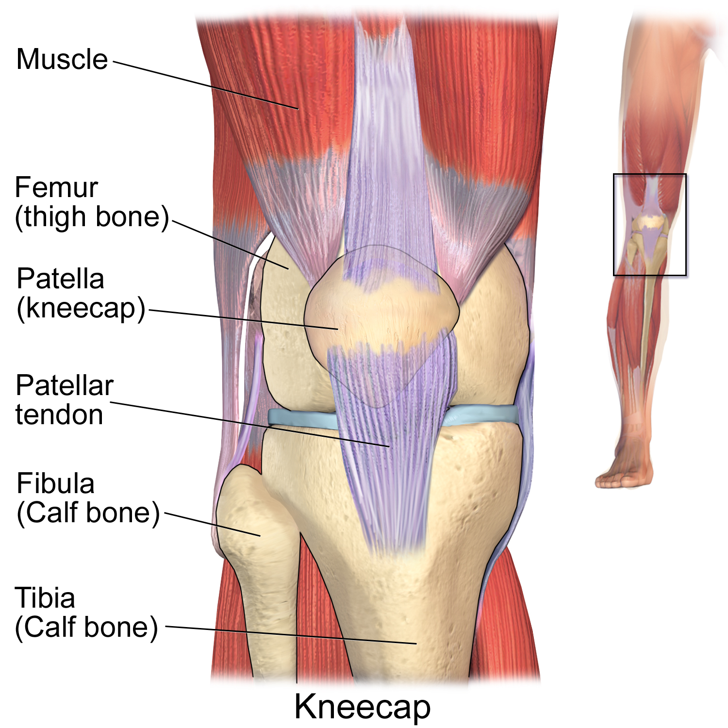 dislocated knee with ligament damage