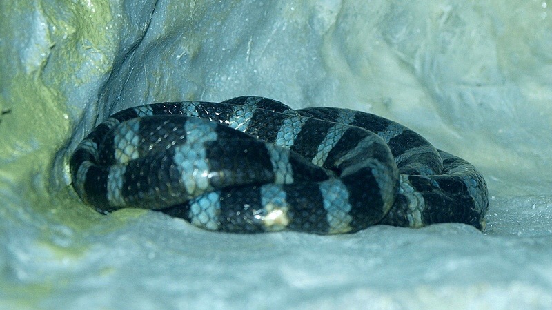 blue krait