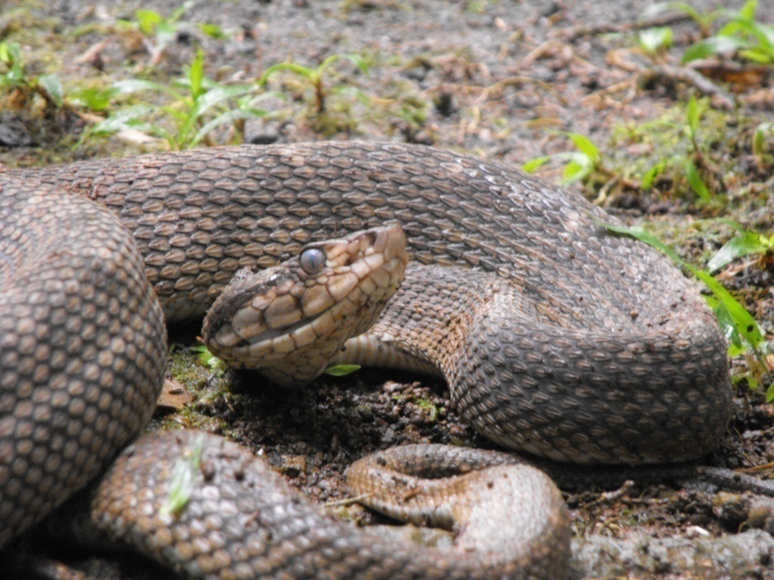 Saint Lucia Lancehead Snake Bite