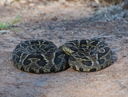 First Aid for Cotiara Snake Bite