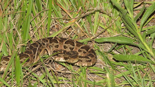 First Aid for Chaco Lancehead Snake Bite