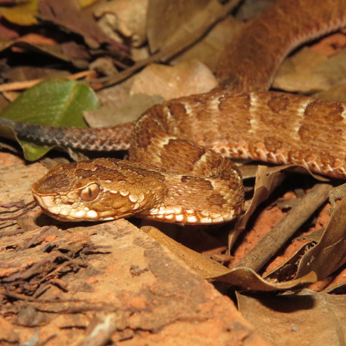 First Aid for Sao Paulo Lancehead Snake Bite