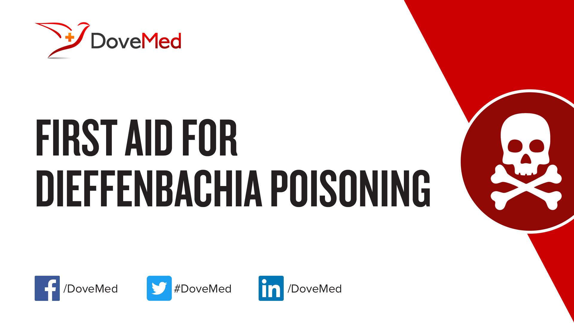 dieffenbachia toxicity dog