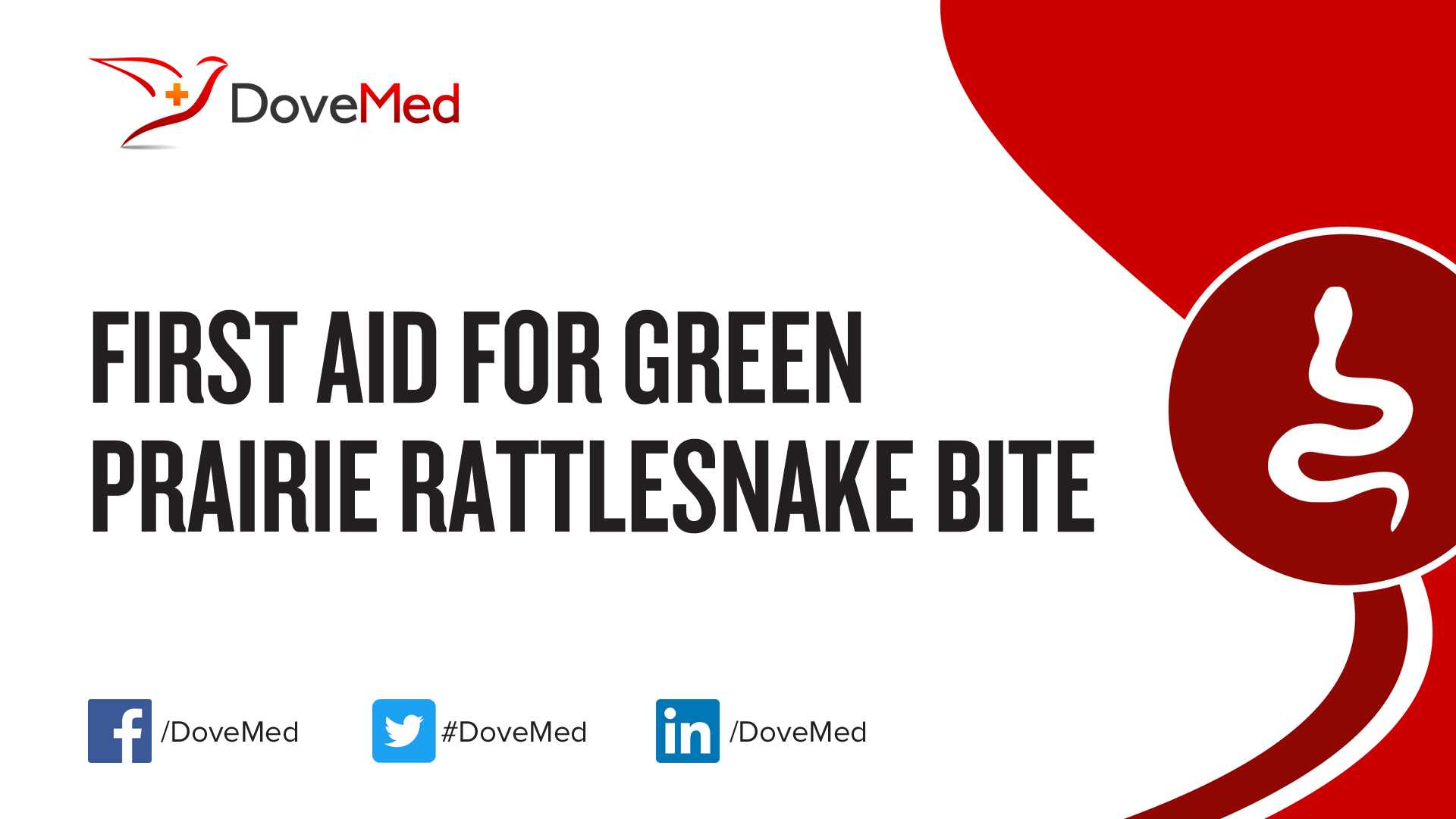 First Aid for Green Prairie Rattlesnake Bite