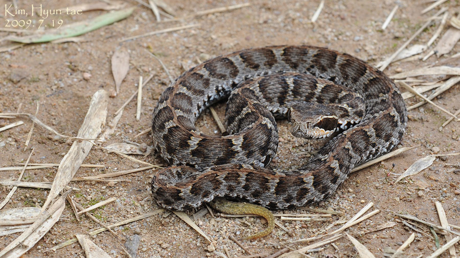 Feeding Newborn Short Tailed Snakes Basic Reference: Short Tailed Mamushi Snake Bite
