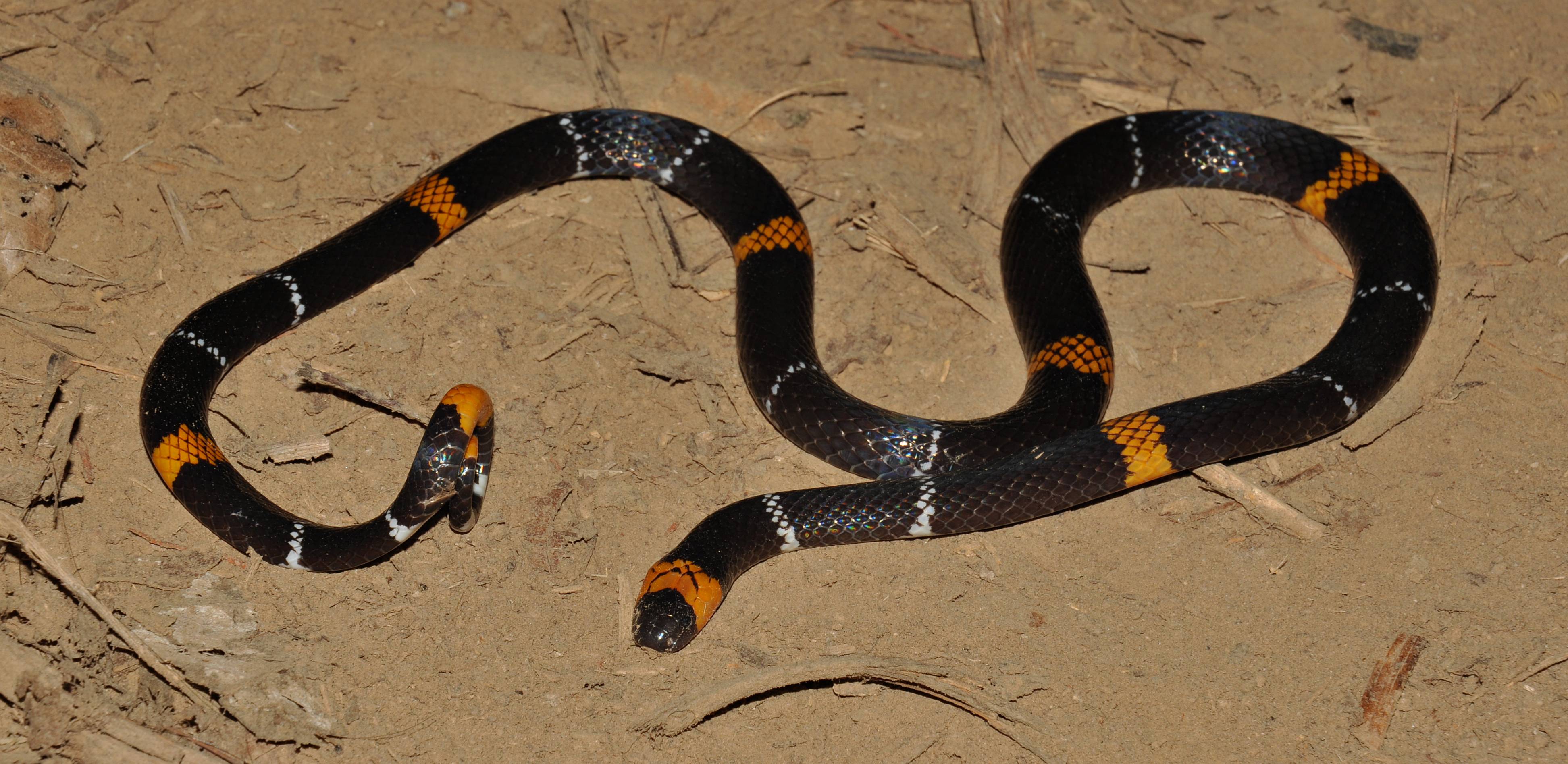 hemprich-s-coral-snake-bite