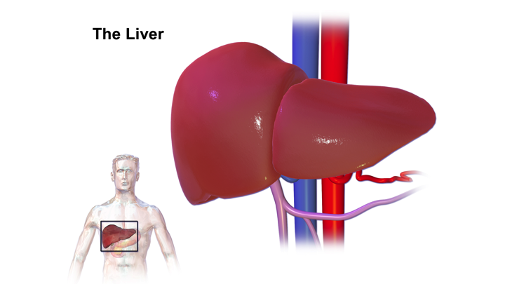 Liver Transplantation as related to Digestive System - Pictures