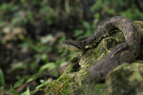 first-aid-for-central-american-jumping-pitviper-snake-bite