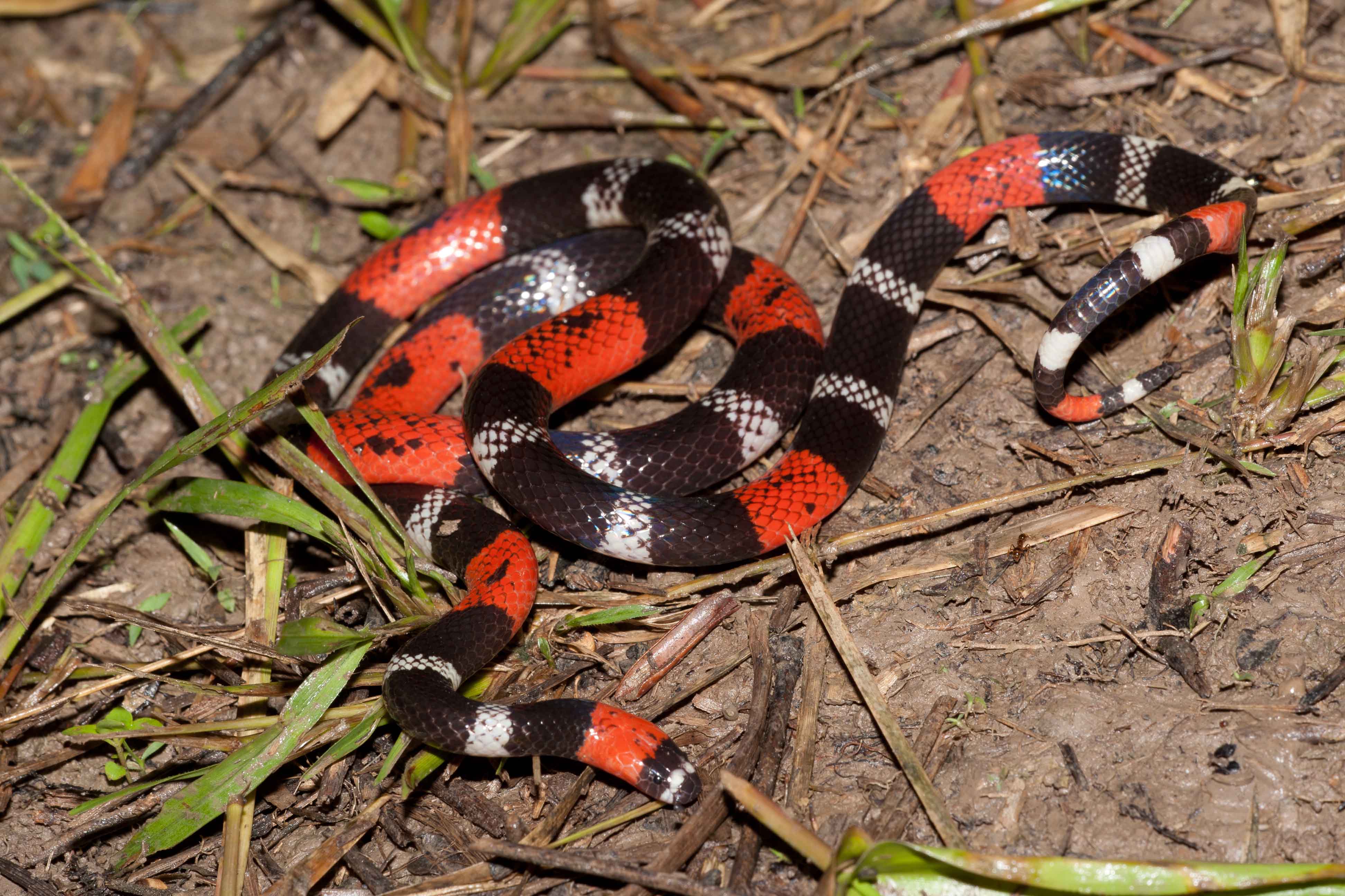 south-american-coral-snake-bite