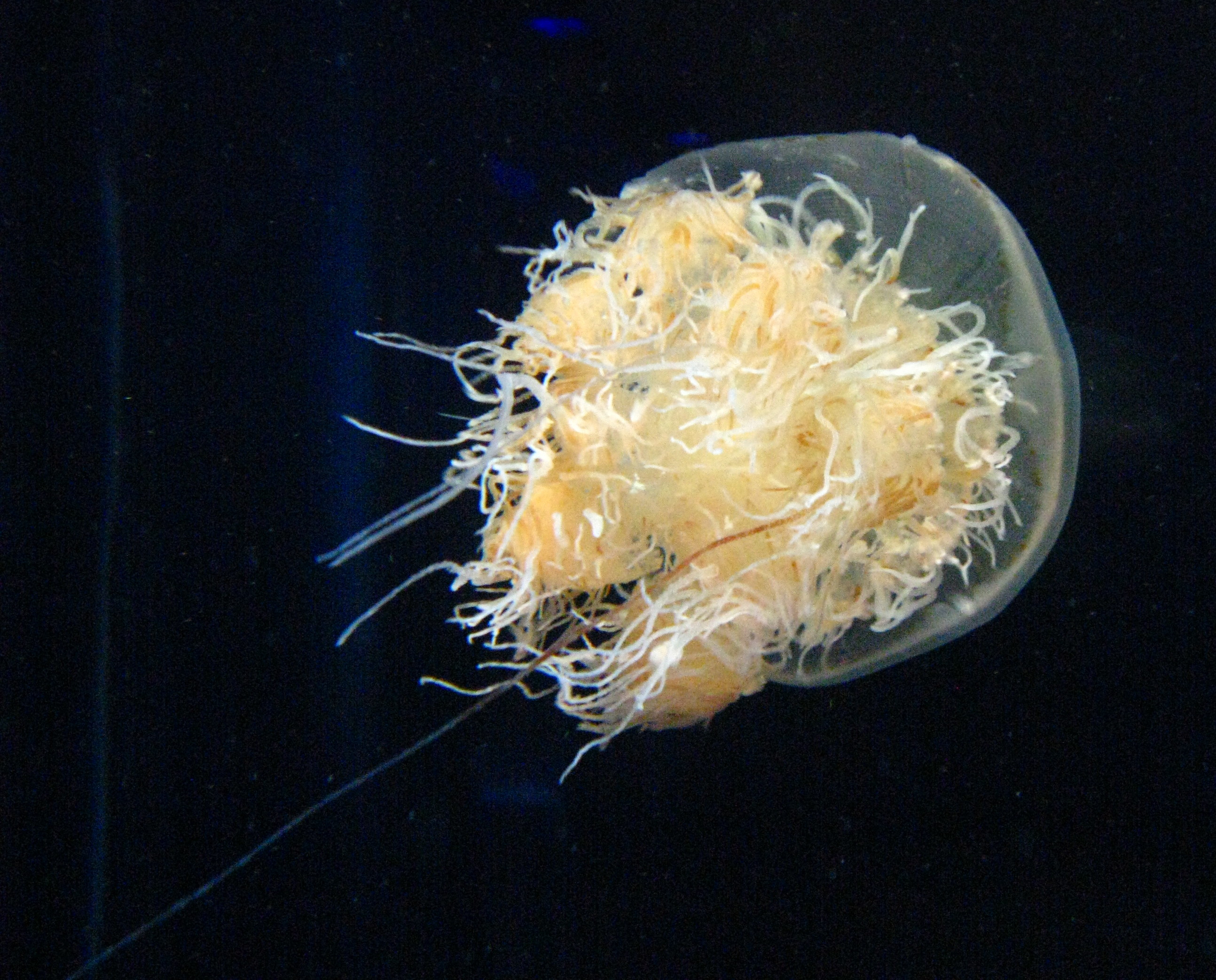 What Makes A Giant Jellyfish's Sting Deadly?