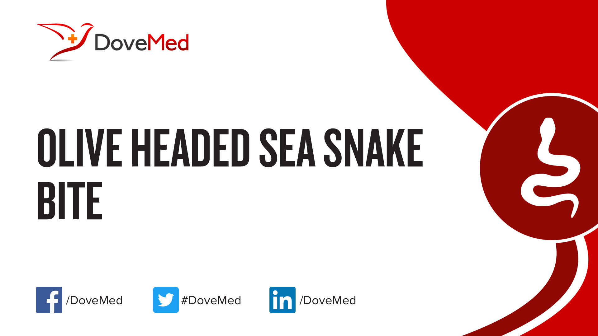 Olive Headed Sea Snake Bite