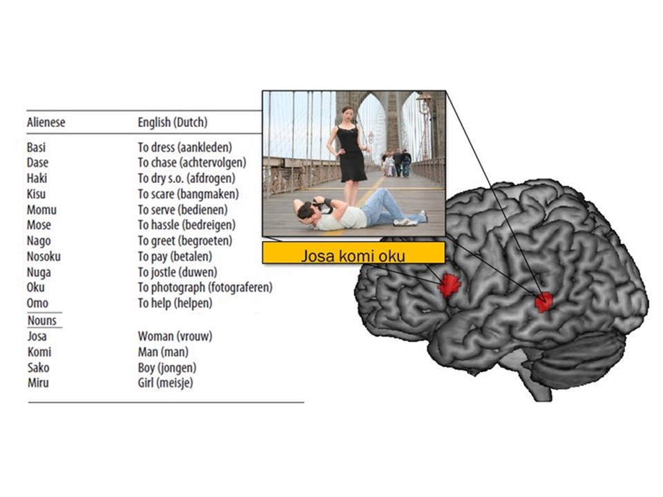 watching-the-brain-during-language-learning