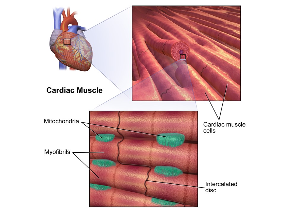 New Hope For Treating Fibrotic Diseases Which Cause Organ Impairment