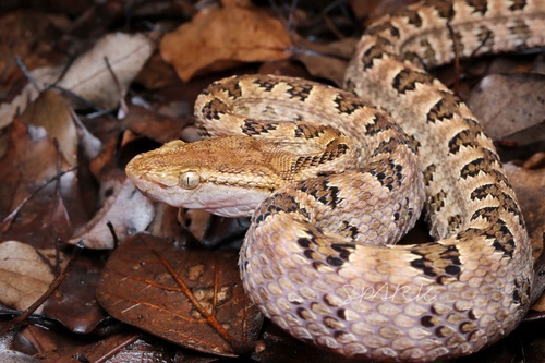 First Aid for Taiwan Habu Snake Bite