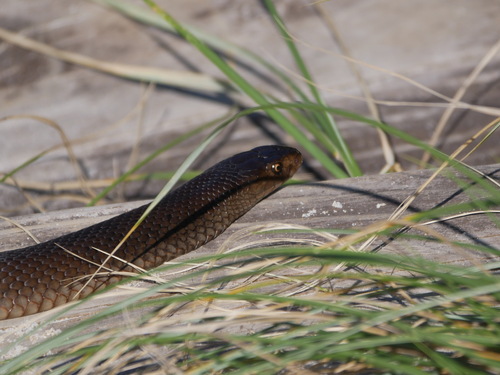 First Aid for Dugite Snake Bite