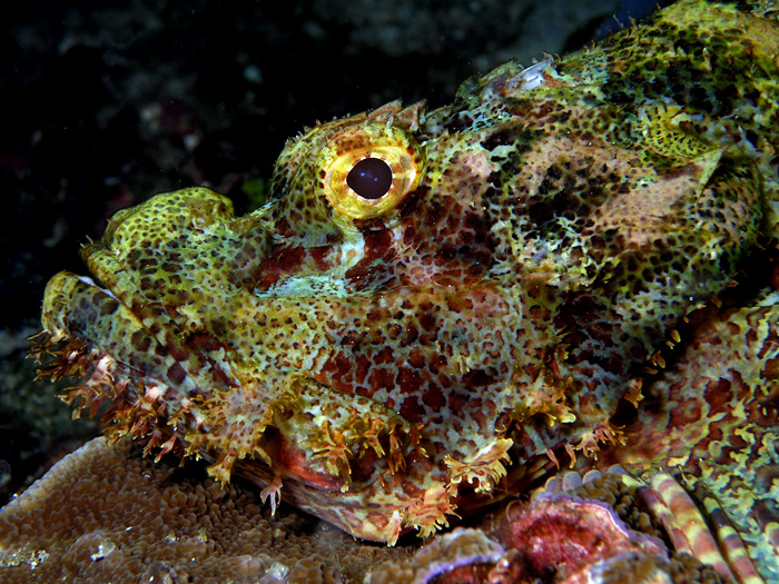 scorpion fish bite