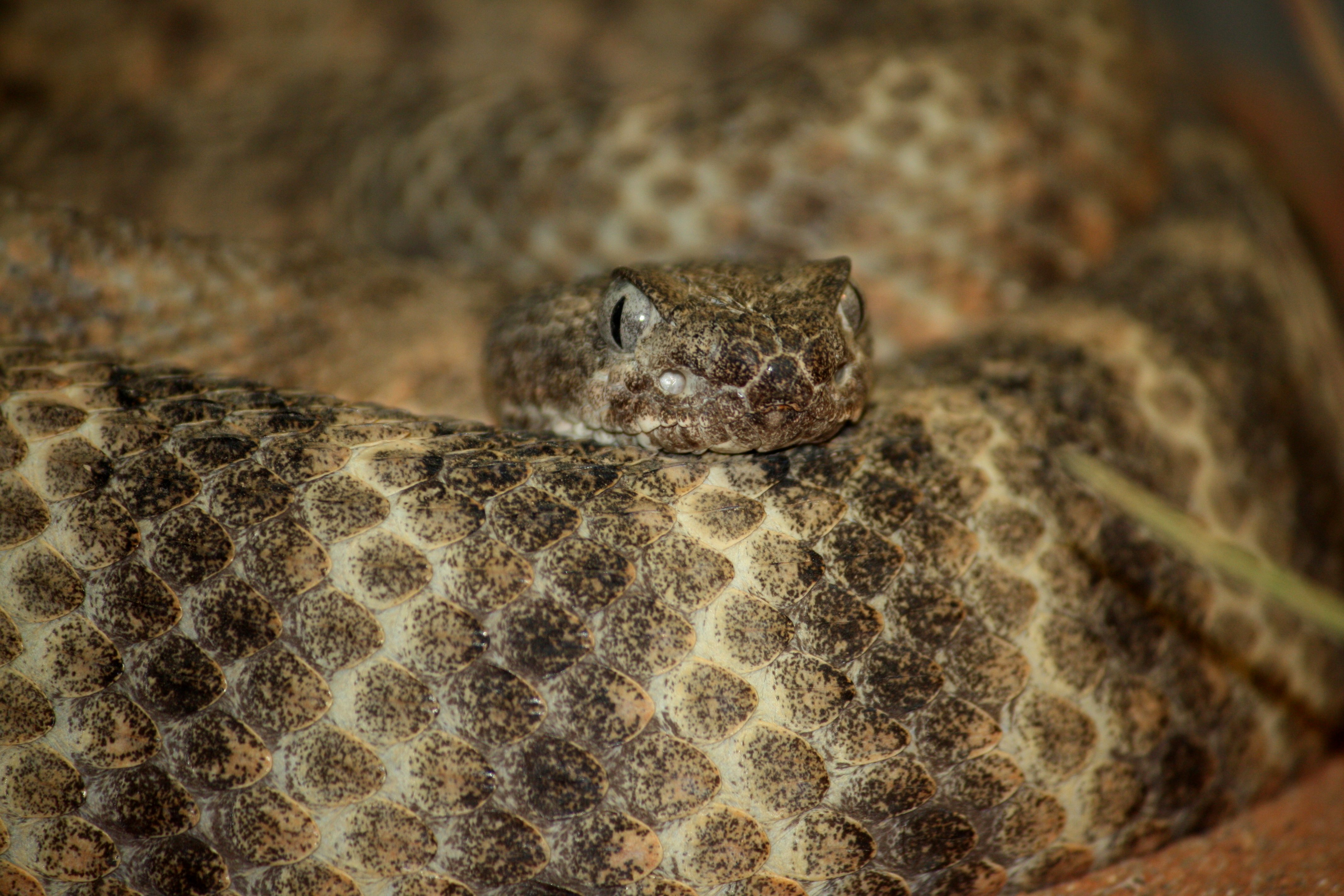 Tiger Rattlesnake Bite